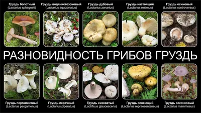 Груздь осиновый — Википедия