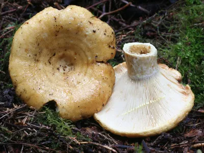 Вячеслав Степанов: Грибы Калужской области -Груздь жёлтый (Lactarius  scrobiculatus)