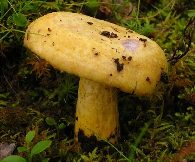 Lactarius (Lactifluus) glaucescens, Груздь (млечник) сизоватый