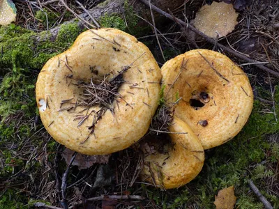 Lactarius citriolens, Груздь бахромистый (бахромчатый)