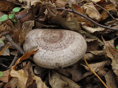 Lactarius necator, Черный груздь (чернушка)