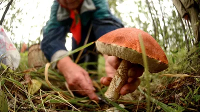 Груздь настоящий (Lactarius resimus) – Грибы Сибири