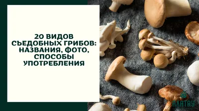 Какие грибы теперь нельзя собирать в России. И как они выглядят на фото |  РБК Life