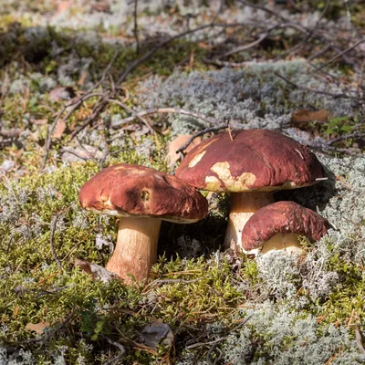 Тюменцы находят огромные грибы в лесах: фото -  - 72.ру