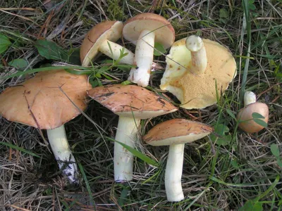 Suillus granulatus, Маслёнок зернистый