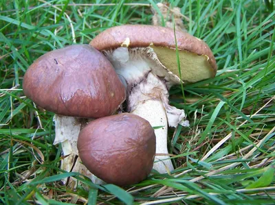 Масленок неокольцованный, Suillus collinitus - Грибы Средней Полосы