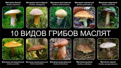 Маслёнок Клинтона (Suillus clintonianus) – Грибы Сибири