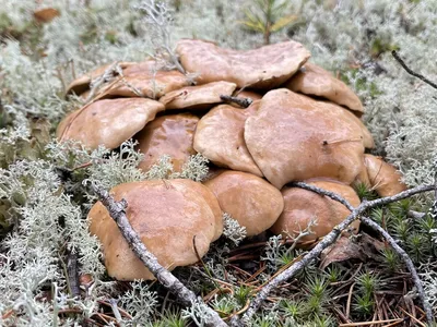 Козляк, или маслёнок-козляк (Suillus bovinus) | Грибы и их виды (Поющий  грибник) | Дзен