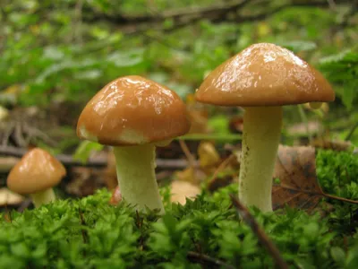 Маслёнок обыкновенный (Suillus luteus) – Грибы Сибири