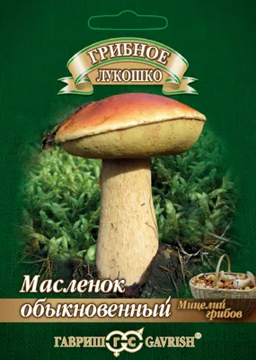 Искусственный гриб.Гриб масленок ( 10 см ) (ID#745700010), цена: 30 ₴,  купить на 