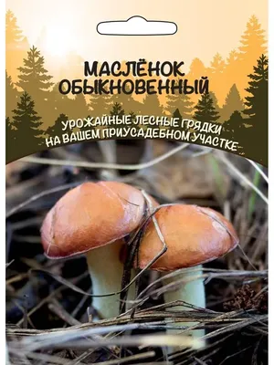 Редкий гриб! Маслёнок желтоватый (болотный) - Suillus flavidus. - YouTube