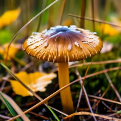 Маслёнок жёлто-бурый (Suillus variegatus) – Грибы Сибири