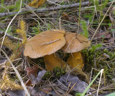 Suillus variegatus, Маслёнок (моховик) желто-бурый