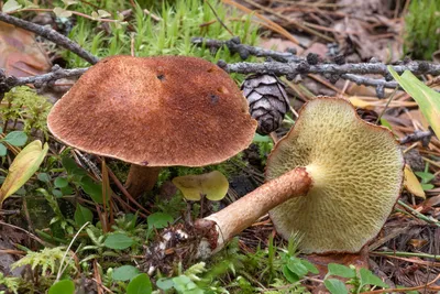 Маслёнок полоножковый (Suillus cavipes) – Грибы Сибири