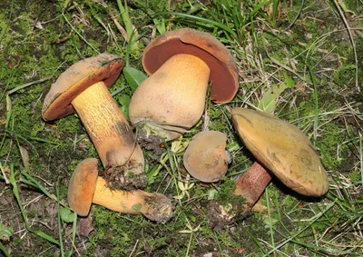 Дубовик обыкновенный (Boletus luridus) | Садовые грибы, Дикие грибы, Грибы