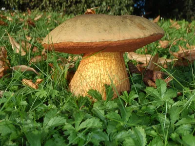 Boletus (suillellus) luridus, Дубовик обыкновенный (оливково-бурый)