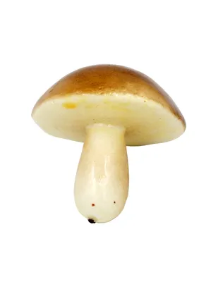 Необычный съедобный гриб нашли на юге края. Нет, собирать нельзя (фото) —  Новости Красноярска на 7 канале