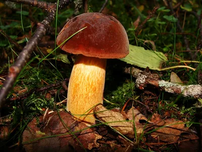 Дубовик обыкновенный (Suillellus luridus) - Picture Mushroom