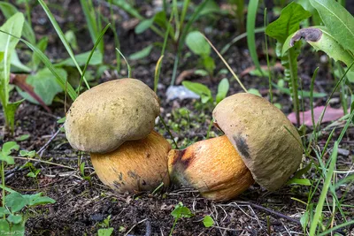 Дубовик крапчатый(Boletus erythropus). Фото на сайте "Грибы: информация и  фотографии"