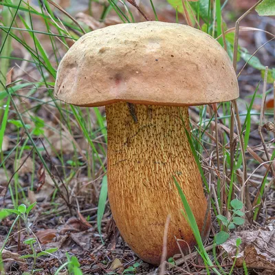 Ошибочно считают ядовитым: житель Новосибирска нашел гриб-дубовик - 