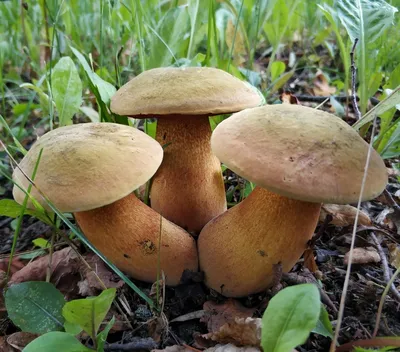 Boletus (suillellus) luridus, Дубовик обыкновенный (оливково-бурый)