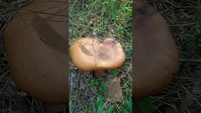 Вячеслав Степанов: Грибы Калужской области - Дубовик крапчатый (Boletus  erythropus)