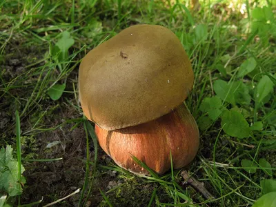 Поддубник (Neoboletus erythropus) фото и описание