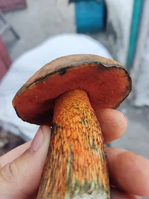 Дубовик крапчатый – гриб с полезными свойствами | Грибы, Жареные грибы,  Красные точки