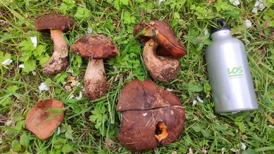 Boletus (Neoboletus) erythropus, Дубовик крапчатый (глухарь)