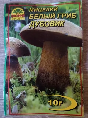 Boletus erythropus. Mushroom picking in the summer of 2019 in the Tula  region. Rare Grifola frondosa - YouTube