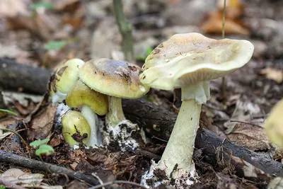 Бледная поганка (Amanita phalloides) – Грибы Сибири