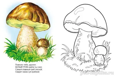 Раскраски гриб, Раскраска гриба гриб мухомор шаблон для поделок из бумаги  растения.