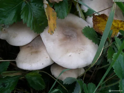 Рядовка серая, Tricholoma portentosum - Грибы Средней Полосы