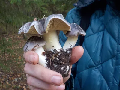 Рядовка мыльная, Tricholoma saponaceum - Грибы Средней Полосы