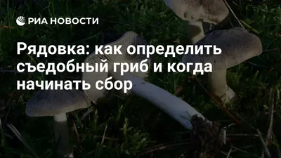 Грибы рядовки — как отличить съедобные от несъедобных | Азбука огородника |  Дзен