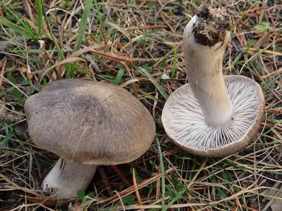 Рядовка землистая (Tricholoma terreum) - Picture Mushroom