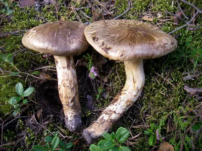 Мицелий Рядовки красно-бурой / Рядовка бурая (Tricholoma flavobrunneum)