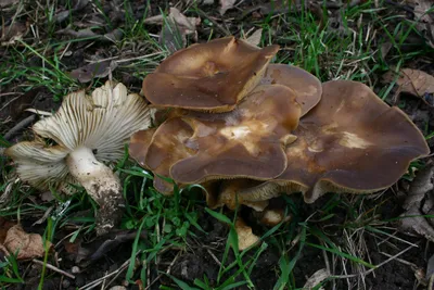 Вячеслав Степанов: Грибы Калужской области -Рядовка погубленная (Tricholoma  pessundatum)