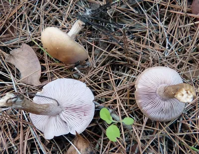 Рядовка частопластинковая (Tricholoma stiparophyllum) – Грибы Сибири