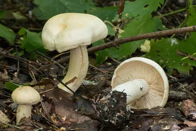 Фотокаталог грибов: Рядовка ядовитая (Tricholoma pardalotum)