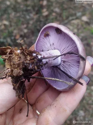 Рядовка майская (Calocybe gambosa) – Грибы Сибири