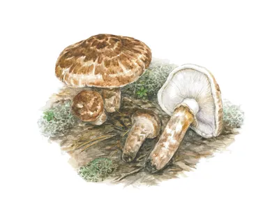 Рядовка опалённая (Tricholoma ustale) - Picture Mushroom