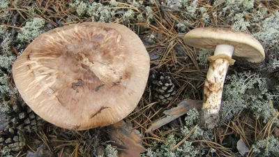 Рядовка тополевая (Tricholoma populinum) – Грибы Сибири