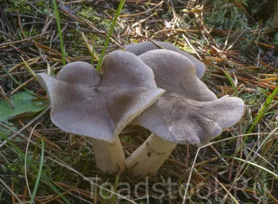 Мицелий Рядовки серой / Рядовка штриховатая (Tricholoma portentosum)