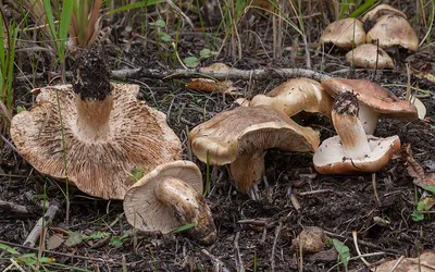 Tricholoma imbricatum, Рядовка чешуйчатая (сластушка)