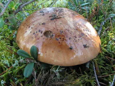 Рядовка чешуйчатая (Tricholoma imbricatum) – Грибы Сибири