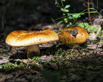 Валуй (Russula foetens) – Грибы Сибири