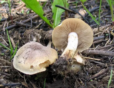 Russula foetens - Wikimedia Commons