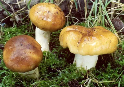 Валуй (Russula foetens)