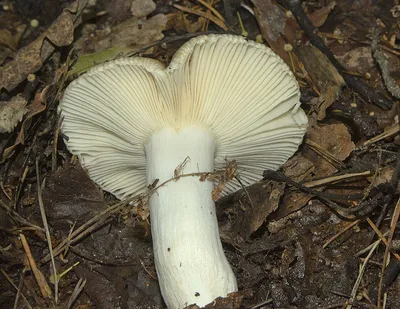 Фотокаталог грибов: Валуй (Russula foetens)